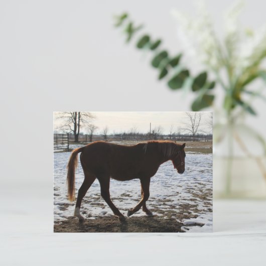 Ein Pferd im Winter Postkarte (Stehend Vorderseite)