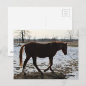 Ein Pferd im Winter Postkarte (Vorne/Hinten)