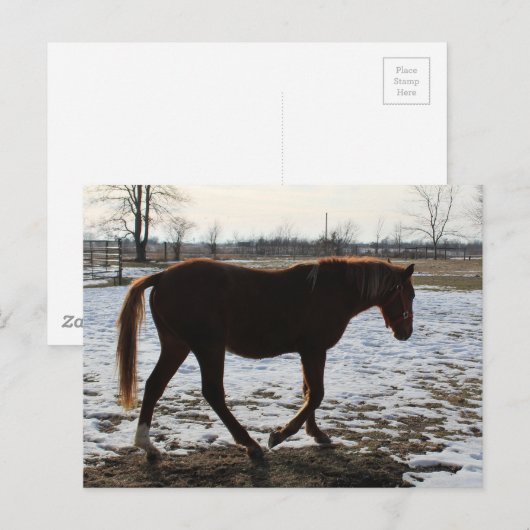Ein Pferd im Winter Postkarte (Vorne/Hinten)