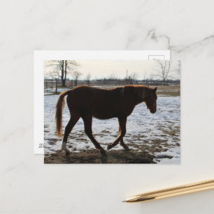 Ein Pferd im Winter Postkarte