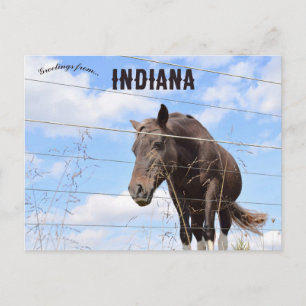 Ein Pferd in Columbus Indiana Postkarte