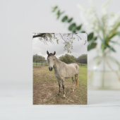 Ein Pferd in der Nähe einer Weide Postkarte (Stehend Vorderseite)