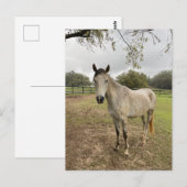 Ein Pferd in der Nähe einer Weide Postkarte (Vorne/Hinten)