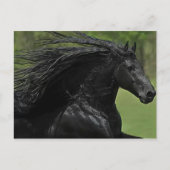 Ein Pferd ist ein Pferd #1" Postkarte (Vorderseite)