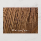 Ein Pferdemane Postkarte (Vorderseite)