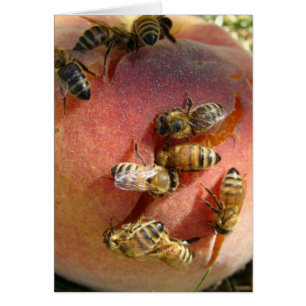 Ein Pfirsich für die Bienen