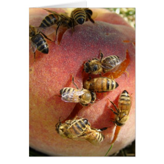 Ein Pfirsich für die Bienen (Vorne)