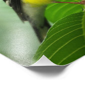 Ein Phantastischer amerikanischer Goldfinch Fotodruck (Ecke)