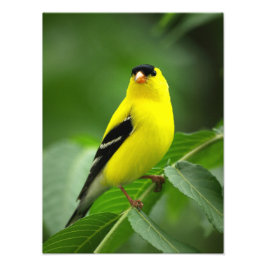 Ein Phantastischer amerikanischer Goldfinch Fotodruck