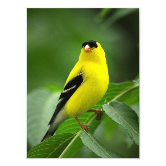 Ein Phantastischer amerikanischer Goldfinch Fotodruck (Vorne)
