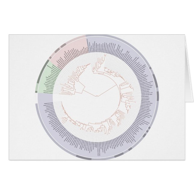 Ein phylogenetischer Baum (Vorderseite (Horizontal))