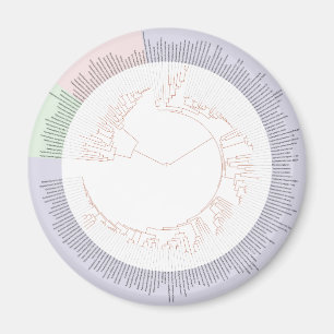 Ein phylogenetischer Baum Magnet