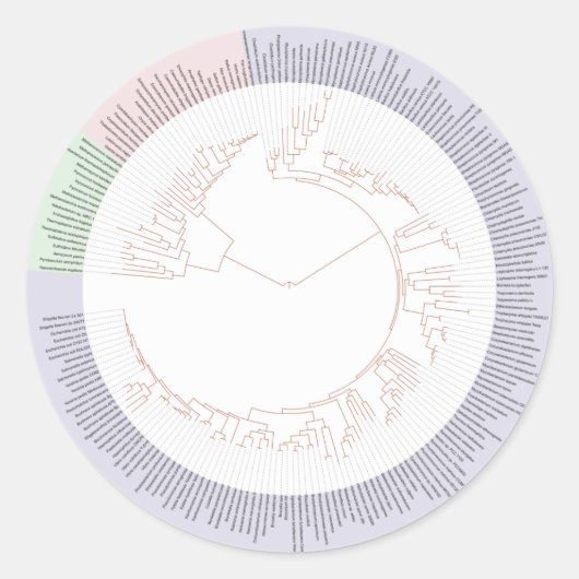 Ein phylogenetischer Baum Runder Aufkleber (Vorderseite)