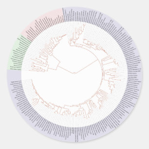 Ein phylogenetischer Baum von Leben Diagramm Runder Aufkleber