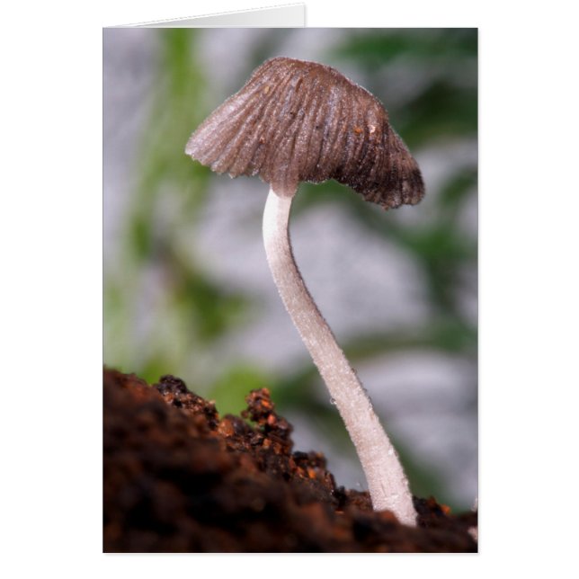 Ein Pilz (Vorne)