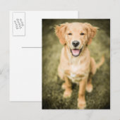 Ein Portrait eines Golden Retriever Welpen Postkarte (Vorne/Hinten)