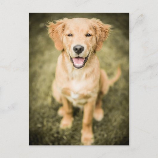 Ein Portrait eines Golden Retriever Welpen Postkarte (Vorderseite)