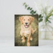 Ein Portrait eines Golden Retriever Welpen Postkarte (Stehend Vorderseite)