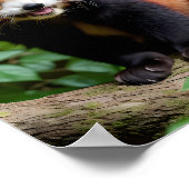 Ein Portrait eines Niedlichen roten Panda Poster (Ecke)