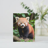 Ein Portrait eines Niedlichen roten Panda Postkarte (Stehend Vorderseite)