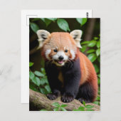 Ein Portrait eines Niedlichen roten Panda Postkarte (Vorne/Hinten)