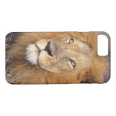 Ein Porträt einer Löwe, die in die Ferne schaut Case-Mate iPhone Hülle (Rückseite (Horizontal))