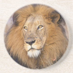 Ein Porträt einer Löwe, die in die Ferne schaut Getränkeuntersetzer