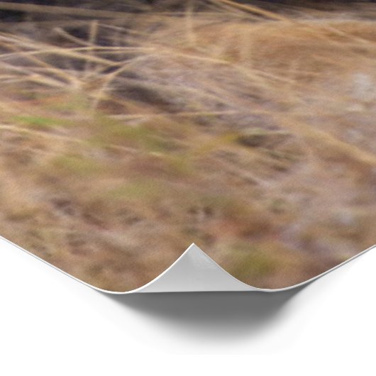 Ein Porträt einer Löwe, die in die Ferne schaut Poster (Ecke)