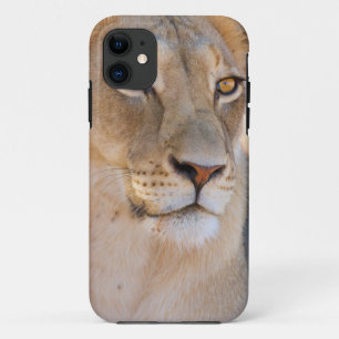 Ein Porträt einer Löwin, die in die Ferne schaut iPhone 11 Hülle