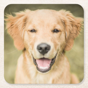 Ein Porträt eines golden retriever-Welpen Rechteckiger Pappuntersetzer