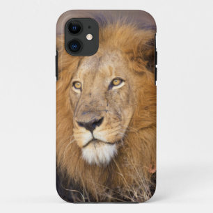 Ein Porträt eines Löwen, der in die Ferne schaut Case-Mate iPhone Hülle