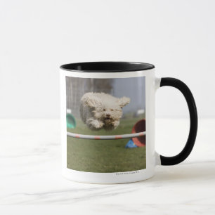 Ein portugiesisches Waterdog, das über eine Hürd Tasse