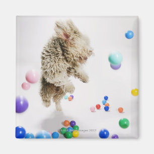 Ein portugiesisches Waterdog, das unter dem Fallen Magnet