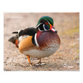 Ein Posing Holzosendrake Fotodruck (Vorne)