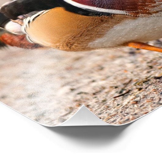 Ein Posing Holzosendrake Fotodruck (Ecke)