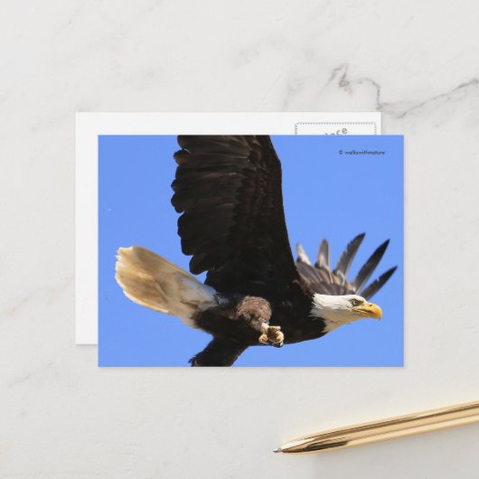 Ein prächtiger Adler fliegt frei Postkarte (Vorderseite/Rückseite Beispiel)