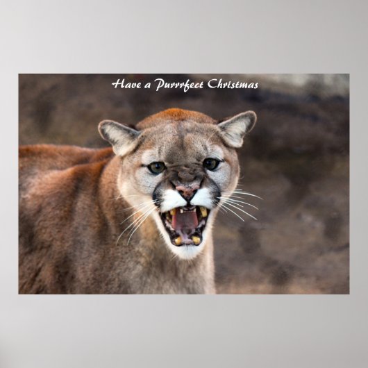 Ein purrfektes Weihnachten Poster (Vorne)