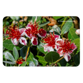 Ein Quartett Ananas-Guava / Guavasteen-Blume Magnet