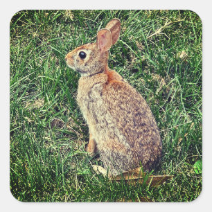 Ein Rabbit-Bild Quadratischer Aufkleber