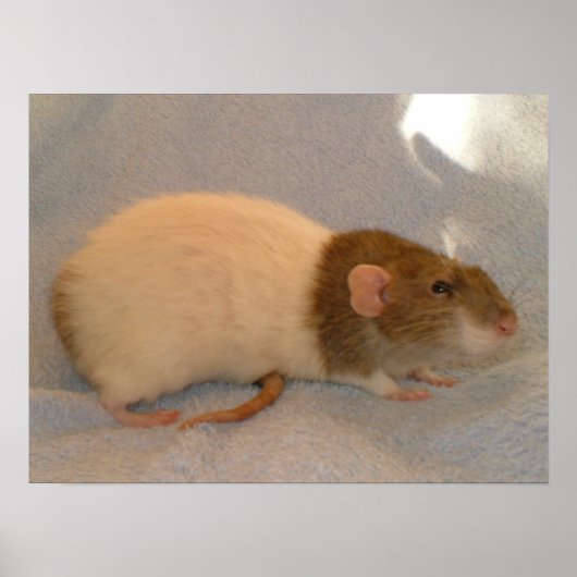 Ein Rating-Schwanz drucken Poster (Vorne)