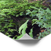 Ein Regenwald umfasst Farne, einen Fluss und Poster (Ecke)