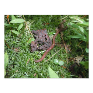 Ein Regenwurm Fotodruck