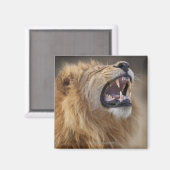 Ein reifer Löwe (Panthera leo) im Savuti Magnet (Vorderseite/Rückseite)