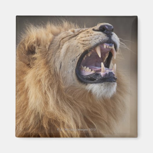 Ein reifer Löwe (Panthera leo) im Savuti Magnet (Vorne)