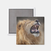 Ein reifer Löwe (Panthera leo) im Savuti Magnet (Vorderseite/Rückseite)