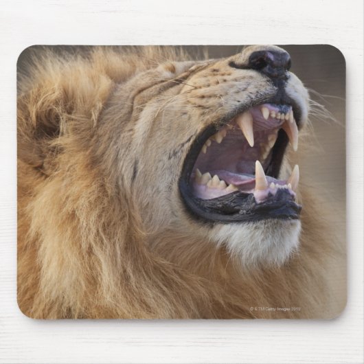Ein reifer Löwe (Panthera leo) im Savuti Mousepad (Vorne)