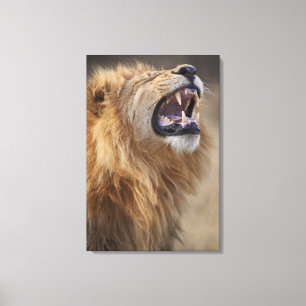 Ein reifer männlicher Löwe (Panthera Löwe) im Leinwanddruck