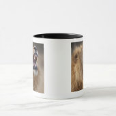 Ein reifer männlicher Löwe (Panthera Löwe) im Tasse (Zentrum)