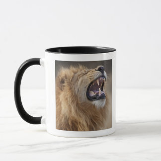 Ein reifer männlicher Löwe (Panthera Löwe) im Tasse