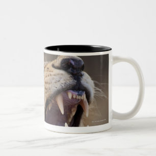 Ein reifer männlicher Löwe (Panthera Löwe) im Zweifarbige Tasse